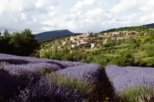 Lavendel der Provence mit A-ROSA bewundern 