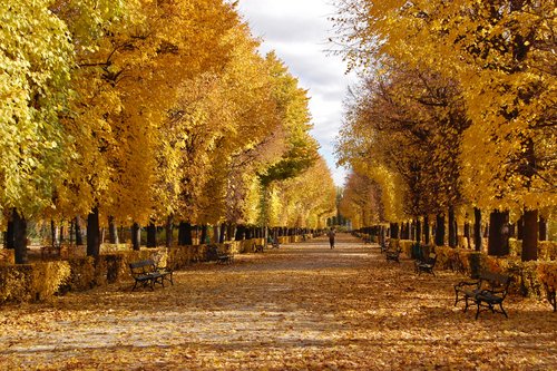 Blick in einen Park in Wien. Die Blätter an den Bäumen sind herbstlich gelb und Laub liegt auf dem Fußweg.