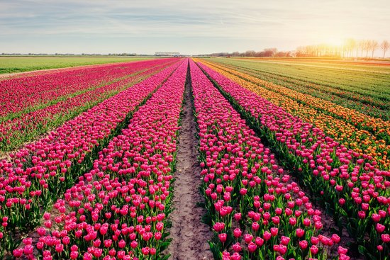 Vast tulip fields in the Netherlands with rows of pink and orange tulips at sunset
