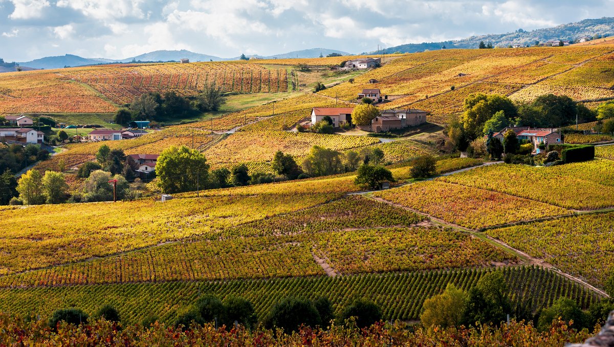 Weinregion in Frankreich mit A-ROSA bewundern